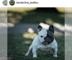 Father of the French Bulldog puppies born on 02/10/2024
