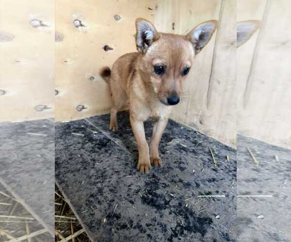 Medium Photo #2 Chihuahua-Unknown Mix Puppy For Sale in NYC, NY, USA