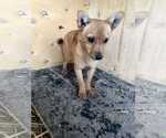 Small #1 Chihuahua Mix