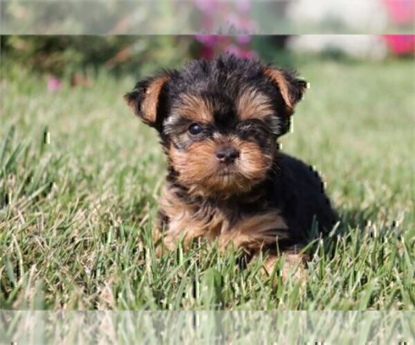 Medium Photo #32 Yorkshire Terrier Puppy For Sale in WEST PALM BEACH, FL, USA