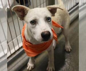 Labrador Retriever-Unknown Mix Dogs for adoption in San Antonio, TX, USA
