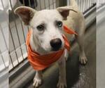 Small Labrador Retriever Mix