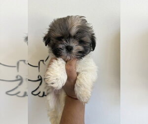 Shih Tzu Dogs for adoption in Studio City, CA, USA