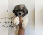 Small Shih Tzu