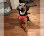 Small #3 Mutt