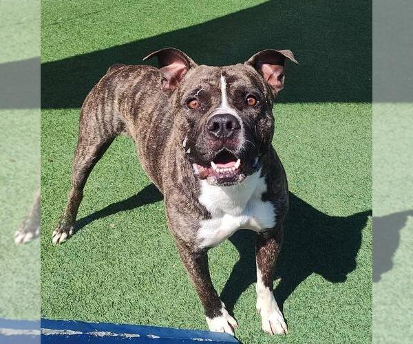 Medium Photo #9 American Pit Bull Terrier-Labrador Retriever Mix Puppy For Sale in Rockwall, TX, USA