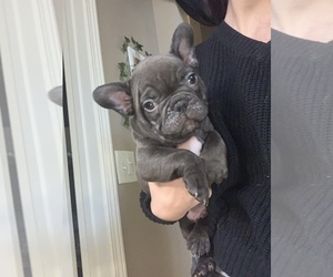 French Bulldog Puppy for sale in VICTORVILLE, CA, USA