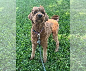 Irish Doodle Dogs for adoption in Oak Bluffs, MA, USA