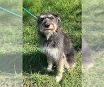 Small Photo #5 Mutt Puppy For Sale in Wetumpka, AL, USA