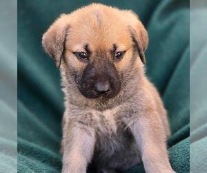 Labrador Retriever-Unknown Mix Dogs for adoption in San Diego, CA, USA