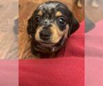 Small Photo #7 Chiweenie Puppy For Sale in MARIETTA, GA, USA