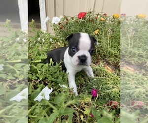 Boston Terrier Puppy for sale in FREDONIA, KS, USA