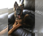 Small Photo #4 German Shepherd Dog Puppy For Sale in MIDDLETOWN, RI, USA