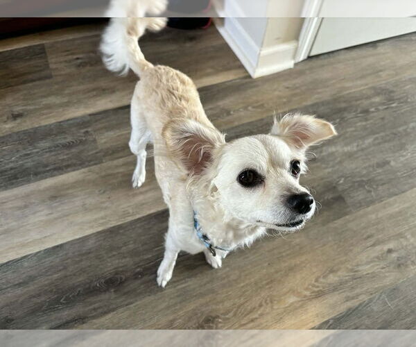 Medium Photo #4 Mutt Puppy For Sale in Candler, NC, USA