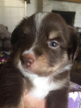 Medium Photo #1 Australian Shepherd Puppy For Sale in SCURRY, TX, USA