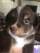 Small Photo #1 Australian Shepherd Puppy For Sale in SCURRY, TX, USA