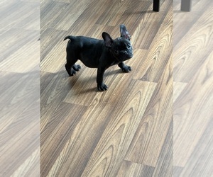 French Bulldog Puppy for sale in GADSDEN, AL, USA