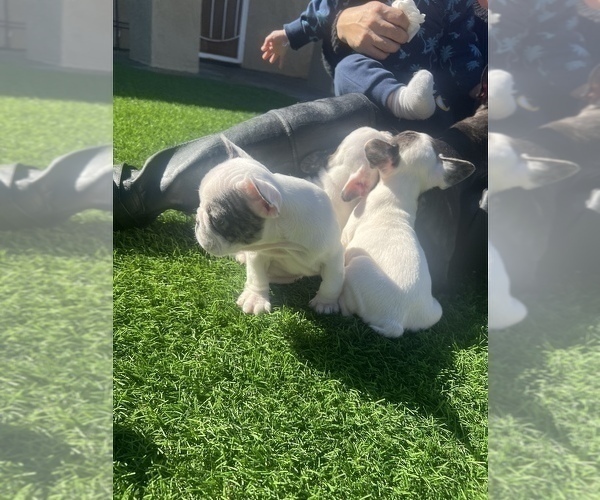 Full screen Photo #19 French Bulldog Puppy For Sale in SAN DIEGO, CA, USA