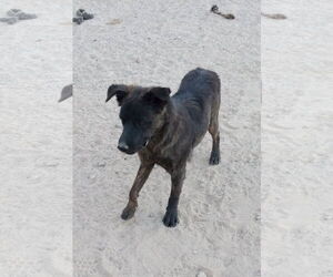 American Water Spaniel-Unknown Mix Dogs for adoption in Golden Valley, AZ, USA