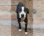 Miles - Female Black Mouth Cur Dog for Adoption - Small photo