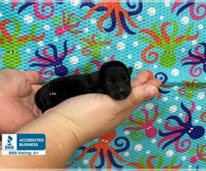 Schnoodle (Miniature) Puppy for sale in WINNSBORO, LA, USA