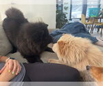 Small #2 Chow Chow