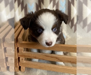 Miniature Australian Shepherd Puppy for sale in FORT MORGAN, CO, USA