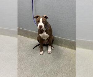 Mutt Dogs for adoption in Las Vegas, NV, USA