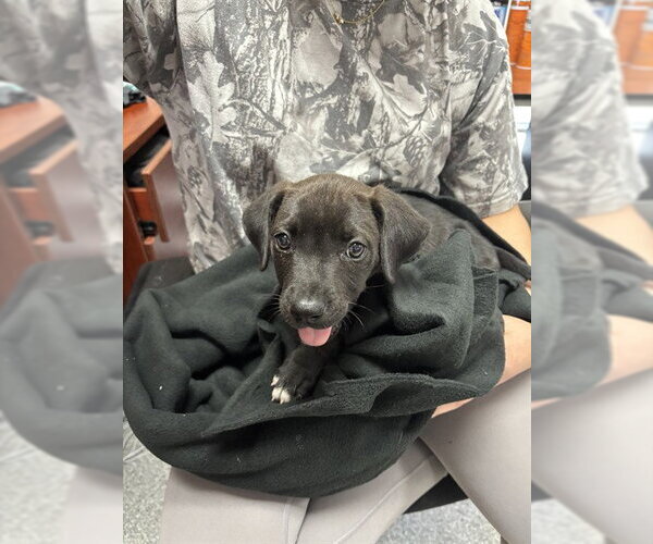 Medium Photo #1 American Pit Bull Terrier-Unknown Mix Puppy For Sale in Pasadena, TX, USA