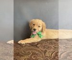 Small #1 Golden Retriever