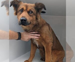 Chow Chow-Unknown Mix Dogs for adoption in Houston, TX, USA