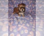 Small #3 Morkie