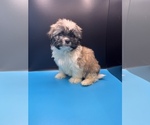 Small Photo #9 Maltipoo-Shih Tzu Mix Puppy For Sale in SAINT AUGUSTINE, FL, USA