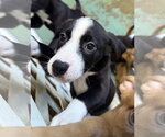 Small American Staffordshire Terrier Mix