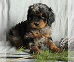 Small Photo #2 Cockapoo-Poodle (Miniature) Mix Puppy For Sale in GAP, PA, USA