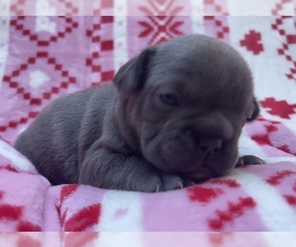 Medium Photo #3 French Bulldog Puppy For Sale in ROCKVILLE, MD, USA
