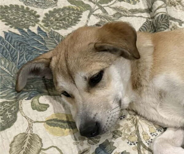 Medium Photo #1 Retriever -Unknown Mix Puppy For Sale in Canton, CT, USA