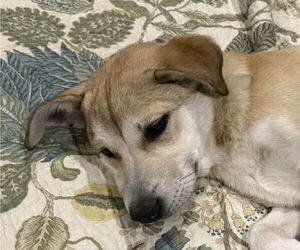 Retriever -Unknown Mix Dogs for adoption in Canton, CT, USA