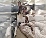 Small #10 Foxy Rat Terrier