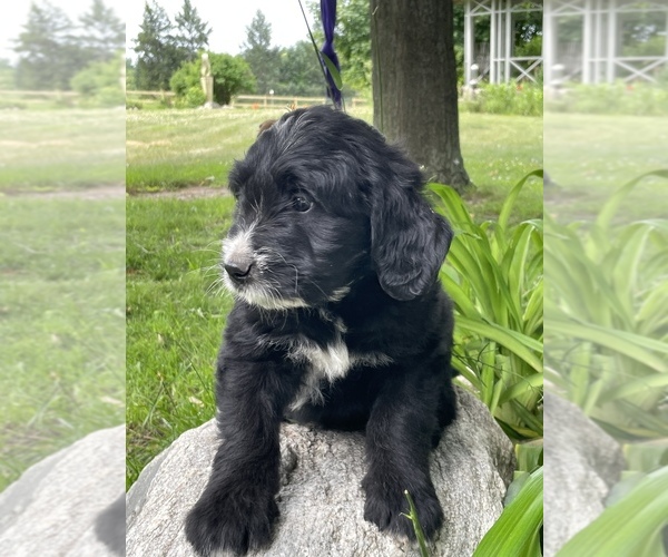 Medium Photo #15 Bernedoodle-Golden Retriever Mix Puppy For Sale in BEULAH, MI, USA