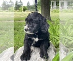 Small Photo #15 Bernedoodle-Golden Retriever Mix Puppy For Sale in BEULAH, MI, USA