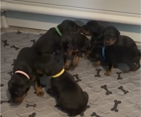 Medium Photo #6 Doberman Pinscher Puppy For Sale in CHEPACHET, RI, USA
