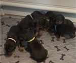 Small #5 Doberman Pinscher