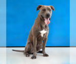 Small #1 Mutt