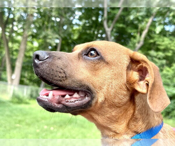 Medium Photo #14 Mutt Puppy For Sale in Mundelein, IL, USA