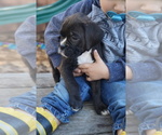 Puppy Bear Boxer