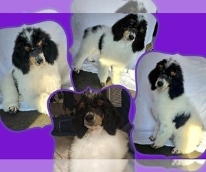 Poodle (Standard) Puppy for sale in HAVANA, IL, USA