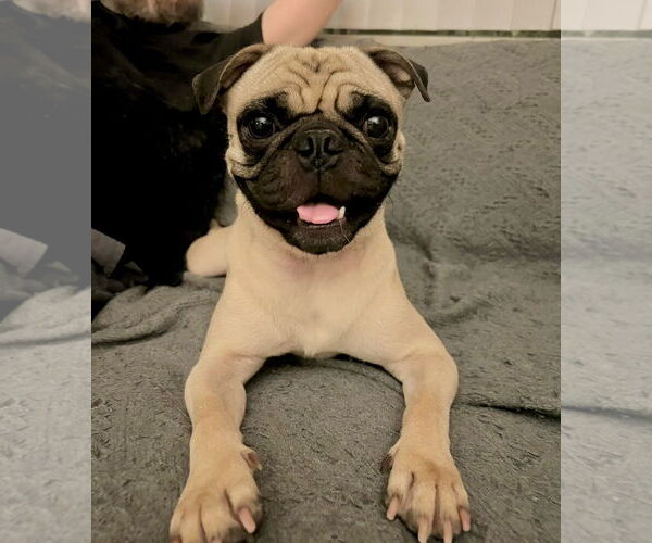 Medium Photo #1 Pug Puppy For Sale in Dana Point, CA, USA