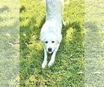 Small #6 Great Pyrenees