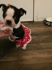Boston Terrier Puppy for sale in SPRINGFIELD, MO, USA